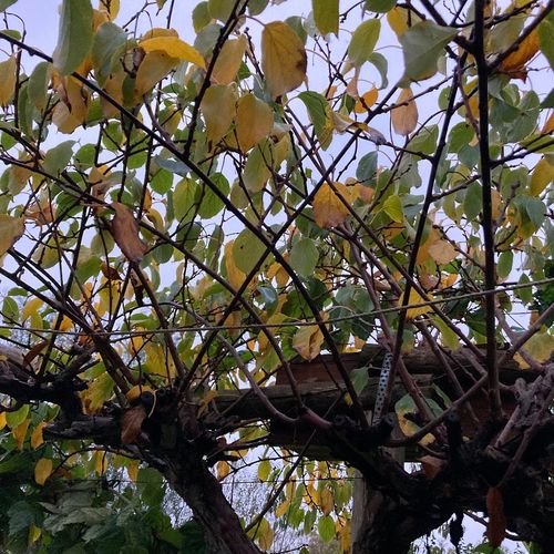 actinidia-arguta-prince-jumbo-man.jpg