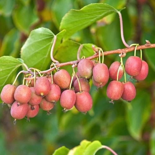 actinidia-arguta-red-jumbo.jpg