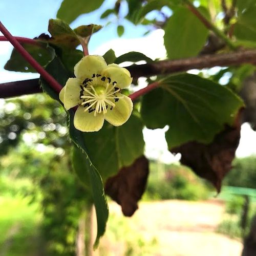 actinidia-arguta-weiki-vrouw_2.jpg