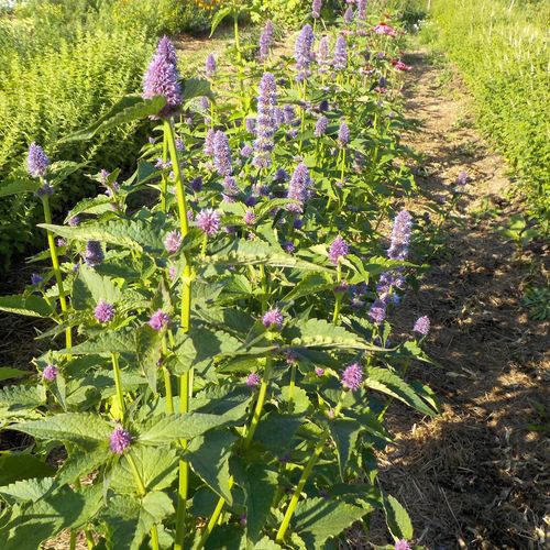 agastache-foeniculum.jpg