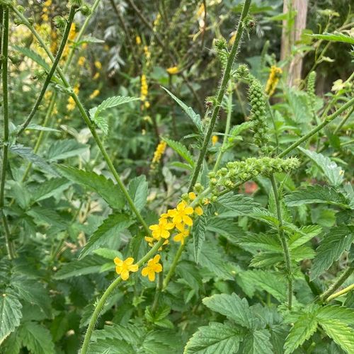 agrimonia-eupatoria_2.jpg
