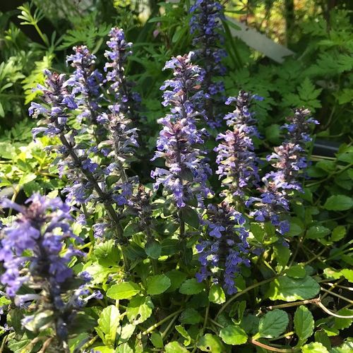 ajuga-reptans.jpg