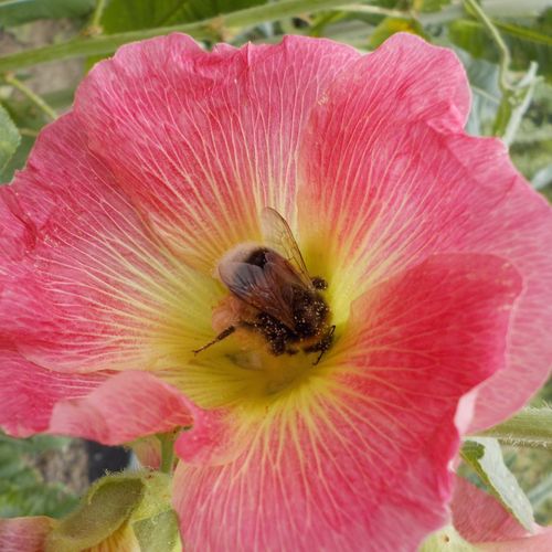 alcea-rosea.jpg