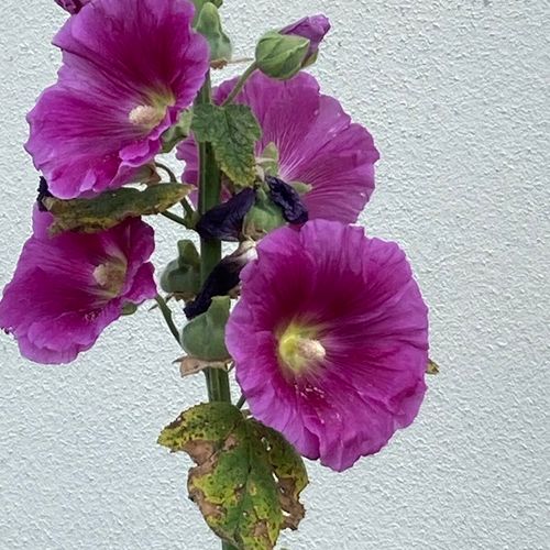 alcea-rosea_2.jpg