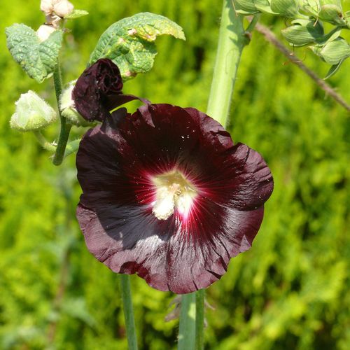 alcea-rosea_3.jpg