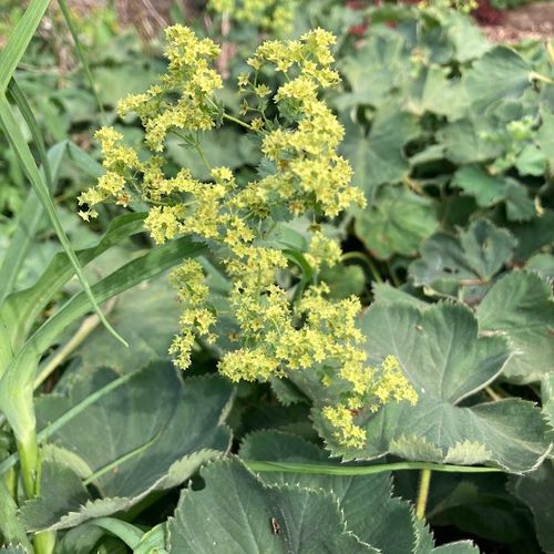 alchemilla-mollis-irish-silk.jpg