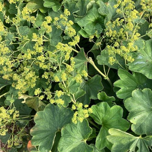alchemilla-vulgaris.jpg