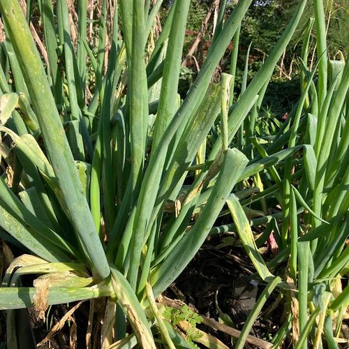 allium-fistulosum-green-welsh_2.jpg