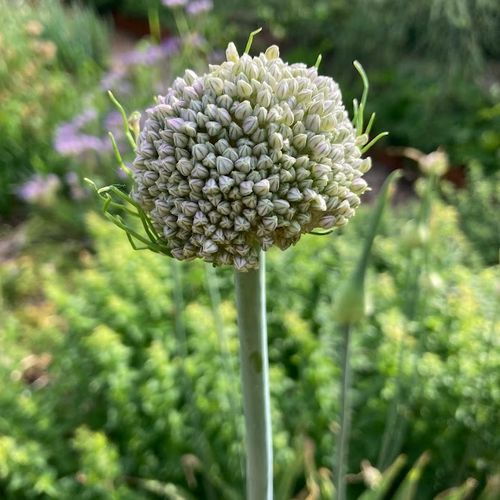 allium-fistulosum-green-welsh_3.jpg