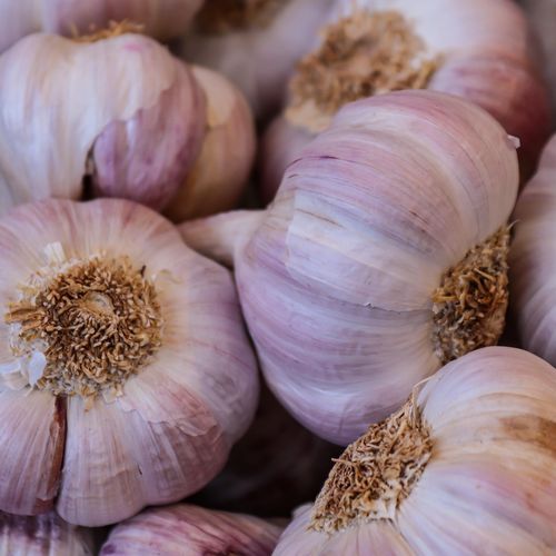 allium-sativum-morado.jpg