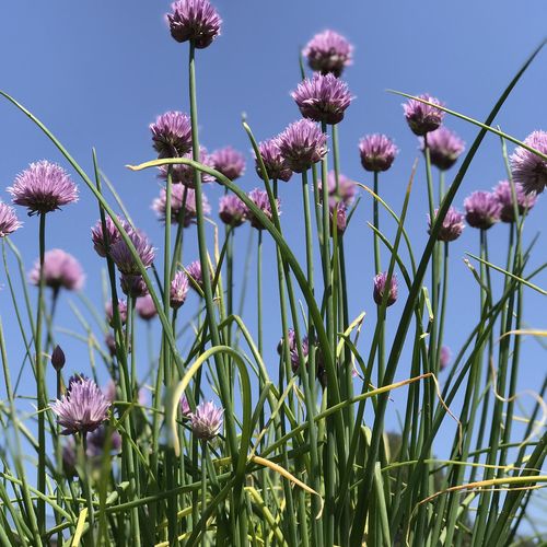allium-schoenoprasum-grof.jpg