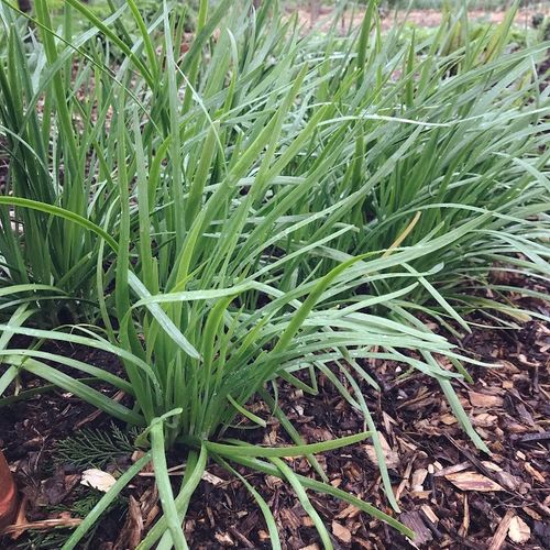 allium-tuberosum_2.jpg