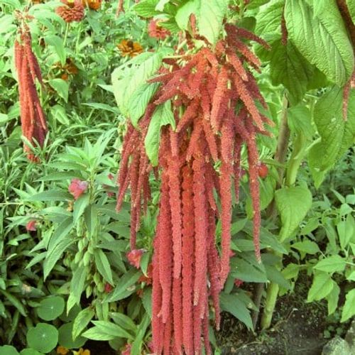 amaranthus-coral-fountain.jpg