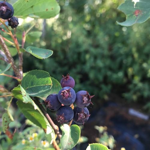 amelanchier-alnifolia-martin.jpg