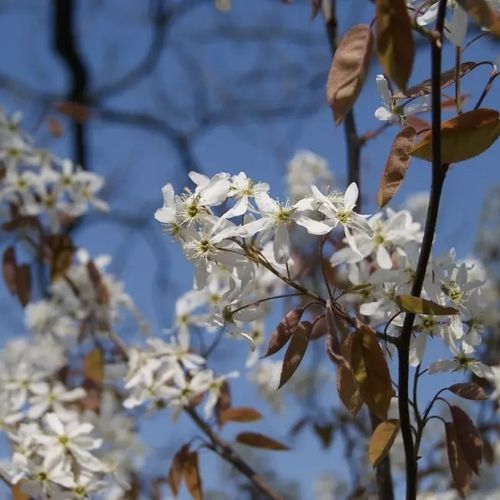 amelanchier-alnifolia-saskablue_2.jpg