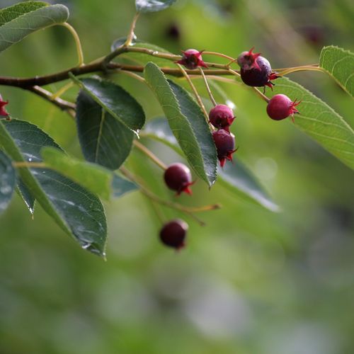 amelanchier-rotundifolia-ovalis.jpg