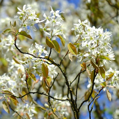 amelanchier-rotundifolia-ovalis_2.jpg