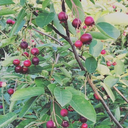 amelanchier-spicata_2.jpg