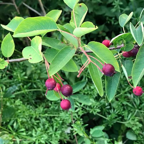 amelanchier-spicata_3.jpg