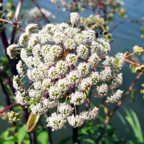 angelica-sylvestris.jpg