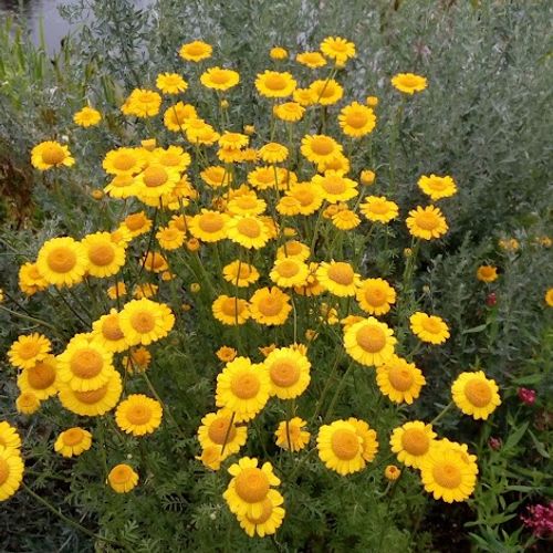 anthemis-tinctoria.jpg