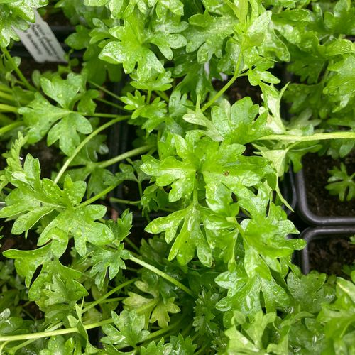 apium-graveolens-var-secalinum.jpg