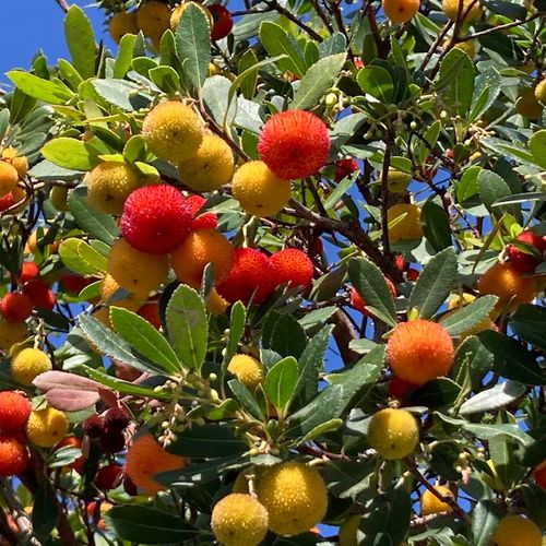 arbutus-unedo.jpg