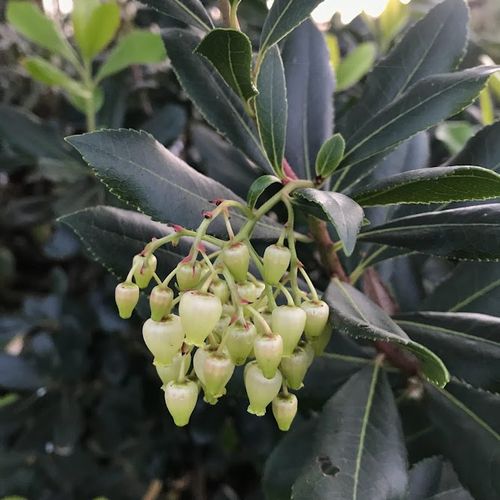 arbutus-unedo_2.jpg