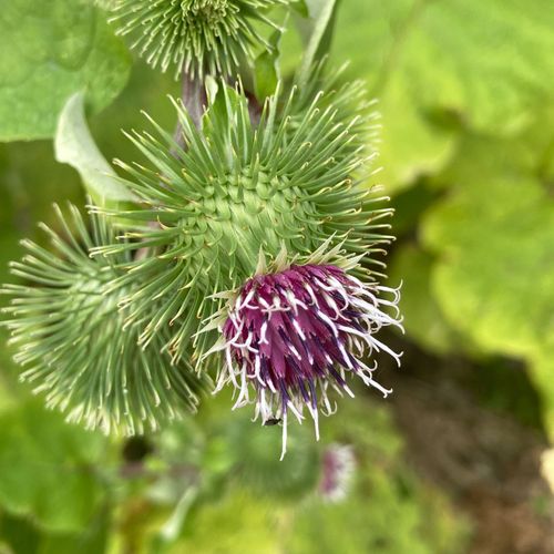 arctium-lappa_2.jpg
