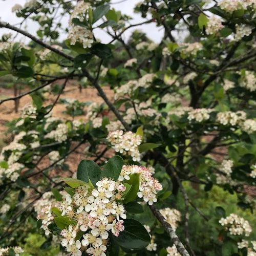 aronia-melanocarpa-viking_2.jpg
