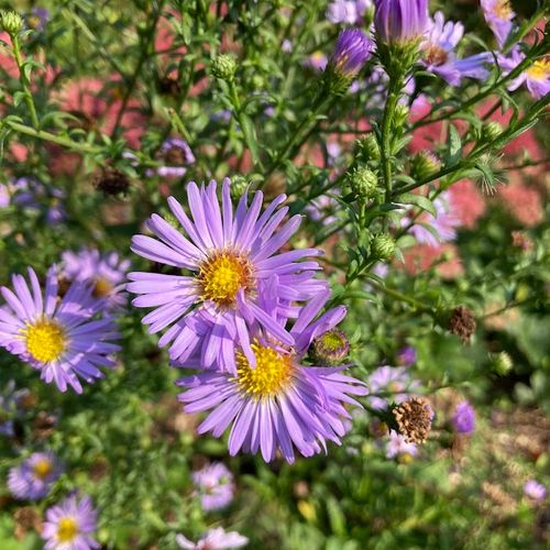 aster-spp.jpg