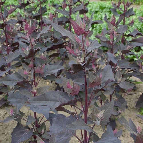 atriplex-hortensis.jpg