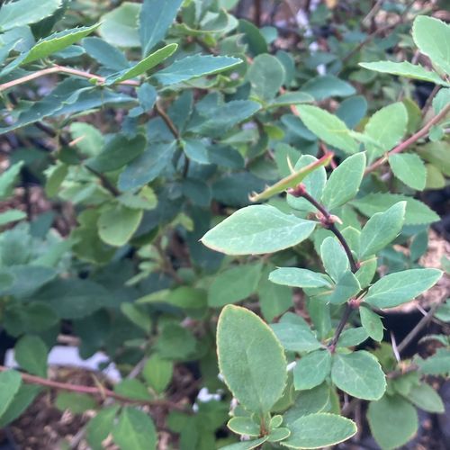 berberis-vulgaris.jpg