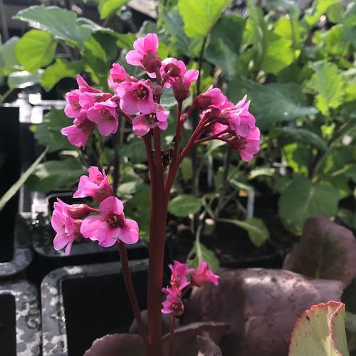 bergenia-cordifolia-purpurea.jpg