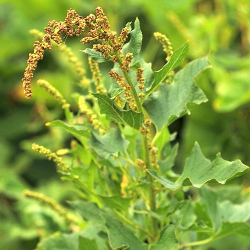 blitum-bonus-henricus.jpg