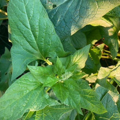 blitum-bonus-henricus_2.jpg