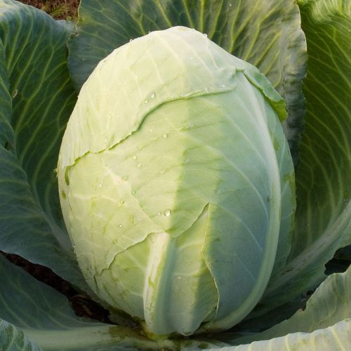 brassica-oleracea-dowinda.jpg