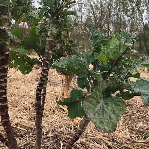 brassica-oleracea-var-acephala.jpg