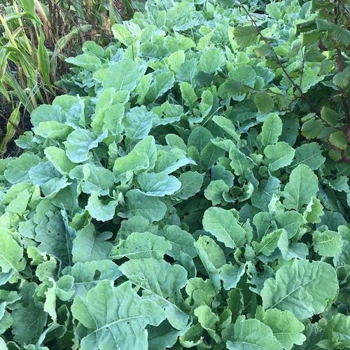 brassica-oleracea-var-ramosa.jpg