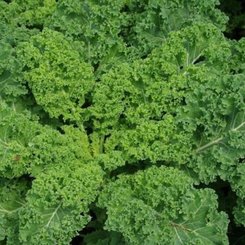 brassica-oleracea-var-sabellica-groen.jpg