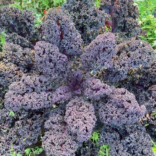 brassica-oleracea-var-sabellica-paars.jpg