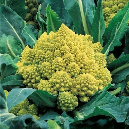 brassica-oleracea-white-gold.jpg