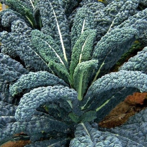 brassica-oleracea-yurok.jpg