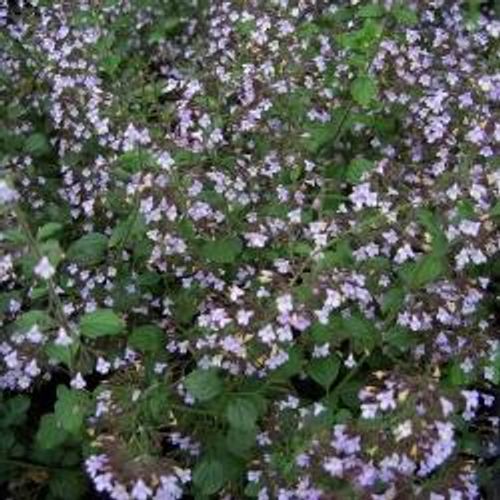 calamintha-nepeta.jpg