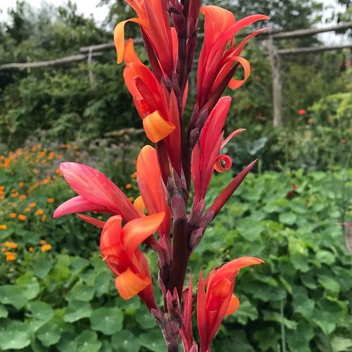 canna-edulis.jpg