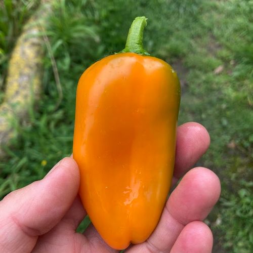 capsicum-annuum-flynn.jpg