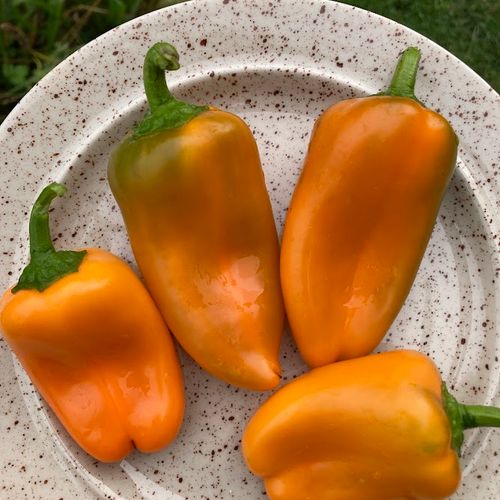 capsicum-annuum-flynn_2.jpg