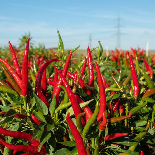 capsicum-annuum-red-gunda.jpg