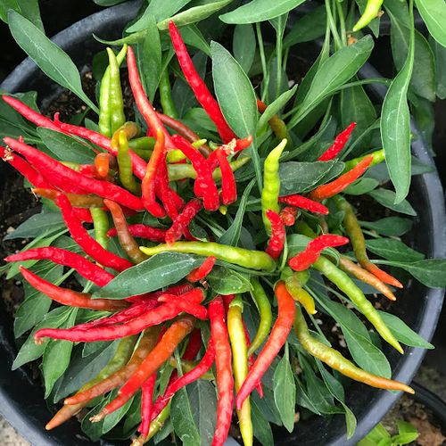 capsicum-annuum-ring-of-fire.jpg