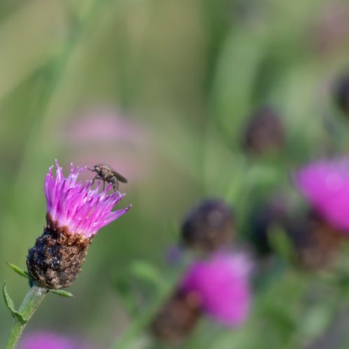 centaurea-nigra.jpg